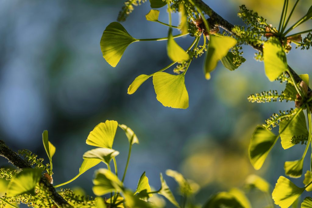 Ginkgobaum Blätter Detailaufnahme